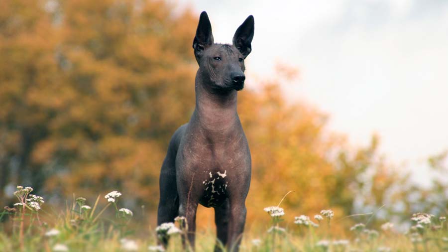 Xoloitzcuintli (Face, standing)