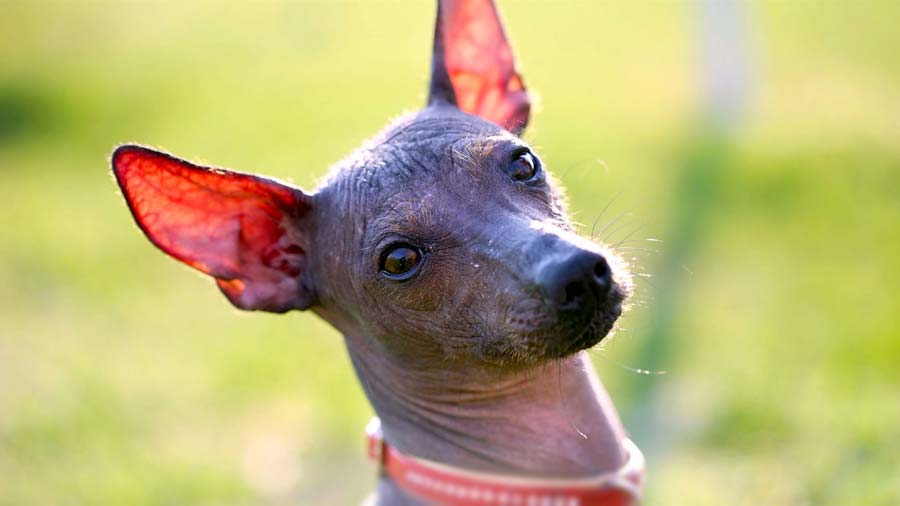 Xoloitzcuintli Puppy (Face, Muzzle)