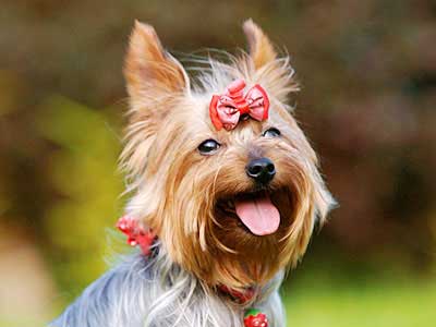 Yorkshire Terrier