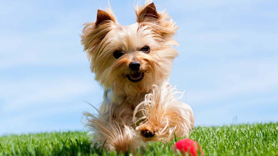 Yorkshire Terrier (Face, Standing)