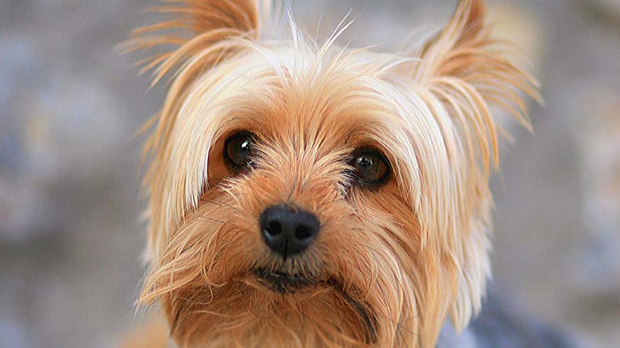 Yorkshire Terrier (Face, Head)