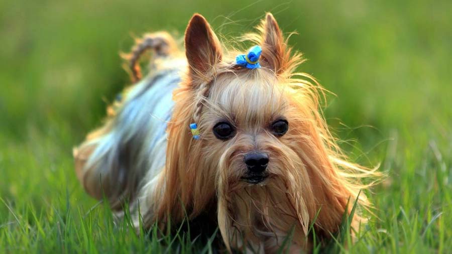 Yorkshire Terrier (Face, Walk)