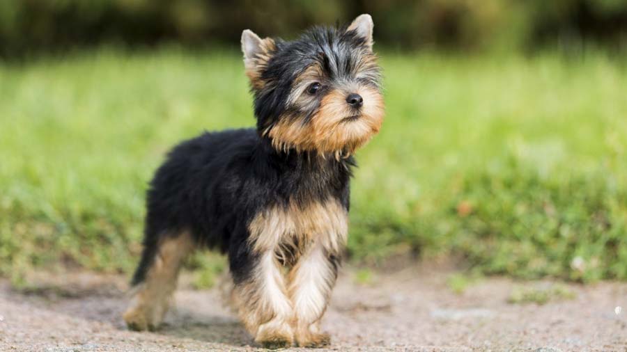 Yorkshire Terrier Puppy (Side View, Standing)