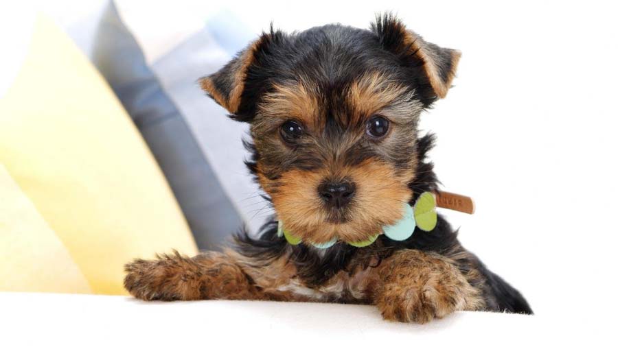 Yorkshire Terrier Puppy (Face, Look)