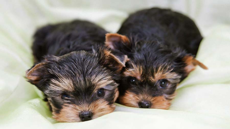 Yorkshire Terrier Puppy (Lie, Look)