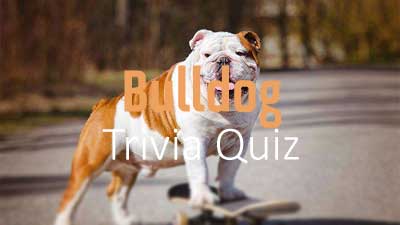 English Bulldog Quiz