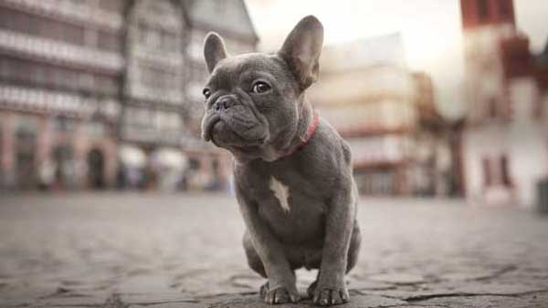 French Bulldog Trivia Quiz: 20 Questions