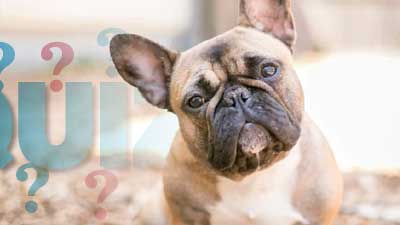 French Bulldog Quiz