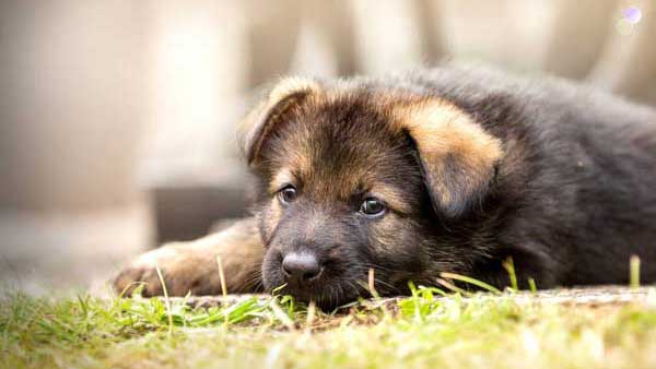 German Shepherd Trivia Quiz: 20 Questions