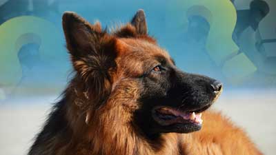 German Shepherd Trivia Quiz: 20