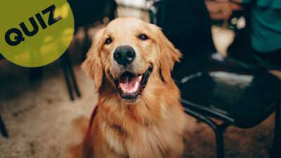 Golden Retriever Trivia Quiz: 2