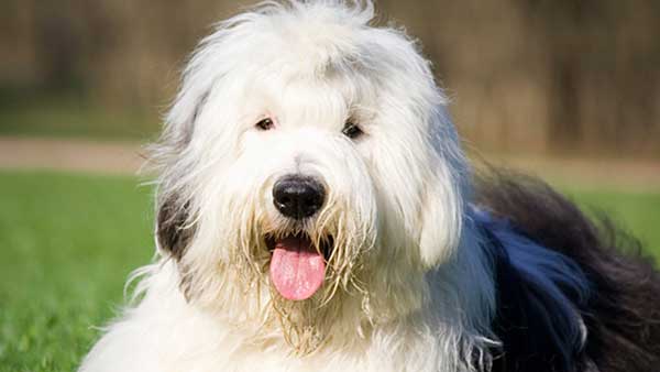 Guess the Dog Breeds Quiz