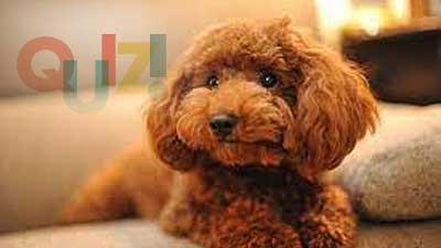 Poodle Trivia Quiz: 20 Question