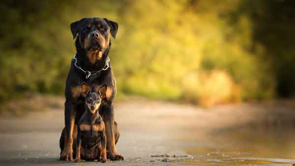 Rottweiler Trivia Quiz: 20 Questions